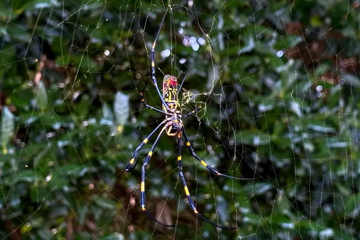 Asian Spider Takes Hold In Georgia, Sends Humans Scurrying.