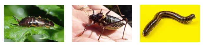 Centipedes, Millipedes, Crickets, Stink Bugs