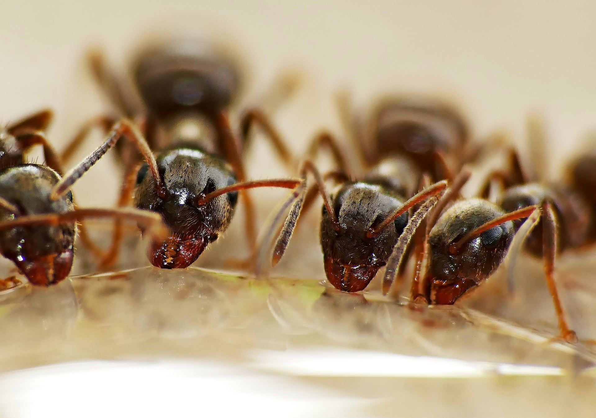 Ants 4949166 1920