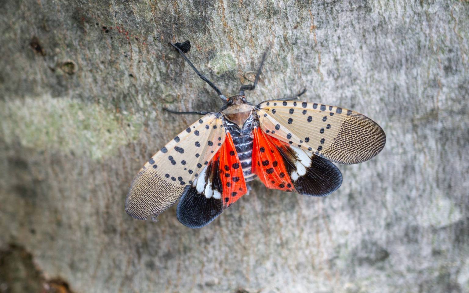 Spotted Lantern Fly Pest Control