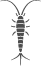 Silverfish
