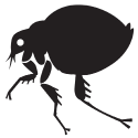 Fleas